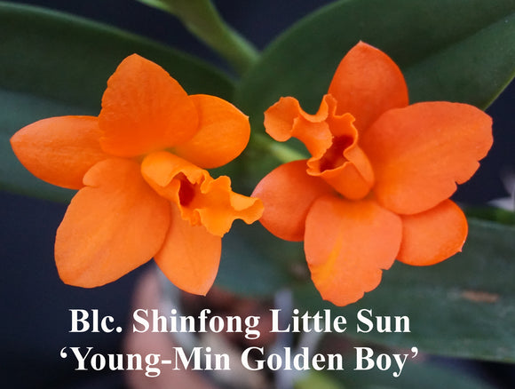 Pot. Shinfong Little Sun 'Young-Min Golden Boy' (4
