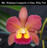 Blc. Waianae Leopard x Ctna. Why Not (4" p)
