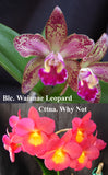 Blc. Waianae Leopard x Ctna. Why Not (4" p)