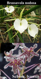 Bl. Peppermint (2" p)<br> (Brassavola nodosa x Schomburgkia lyonsii)