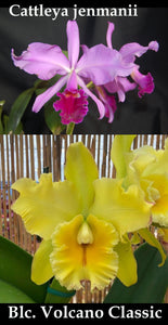 Cattleya jenmanii x Blc. Volcano Classic (4" p)