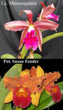 Pot. Graf's Triangulo (4"p)<br>(Pot. Susan Fender 'Cinnamon Stick' x Lc. Massangeana)