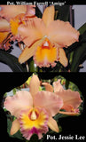 Rlc. Ratina's Sol <br> Pot. William Farrell x Pot. Jessie Lee (4"p)