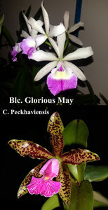 Bc. Playa Madrisqui <br> Blc. Glorious May 'Sarasota' x C. Peckhaviensis (2" pot)