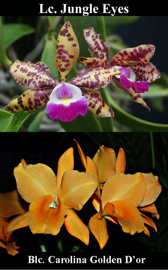 Lc. Jungle Eyes x Blc. Carolina Golden D'or (4