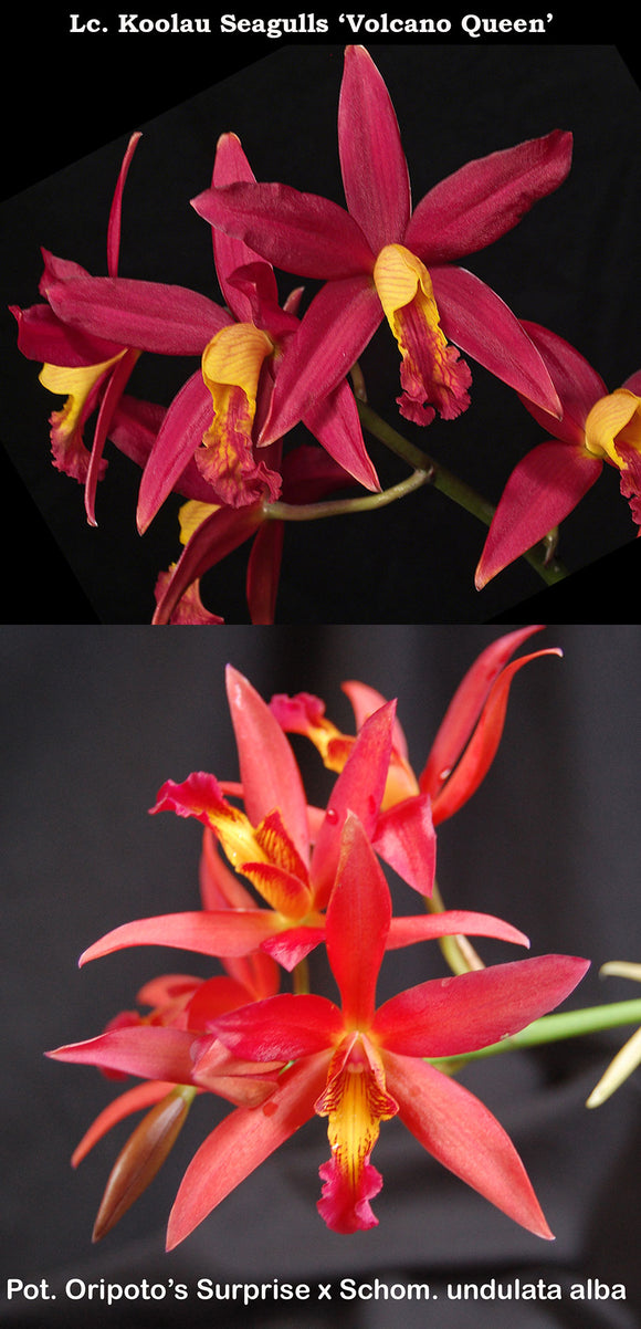 Lc. Koolau Seagulls x (Pot. Oripoto's Sunrise x Schom. undulata) (2