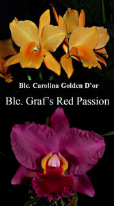 Blc. (Carolina Golden D'Or x Graf's Red Passion)  (4"p)