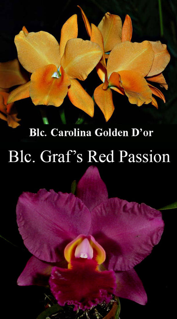 Blc. (Carolina Golden D'Or x Graf's Red Passion)  (4
