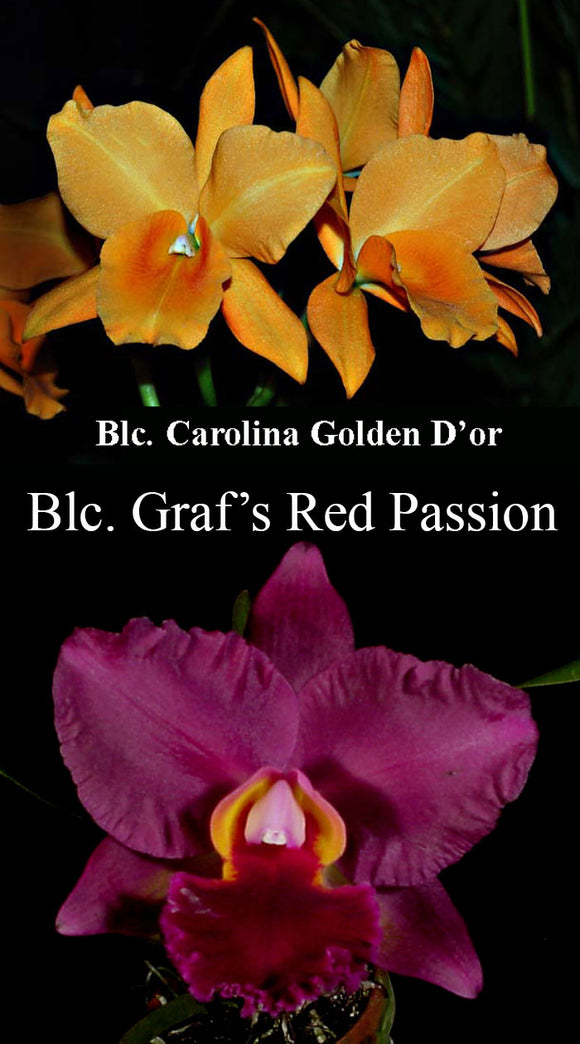 Blc. (Carolina Golden D'Or x Graf's Red Passion)  (2