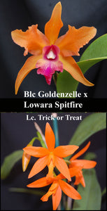 Blc. Graf's Solcito <br> (Blc. Graf's Goldfire) x Lc. Trick or Treat (4"p)
