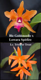 Blc. Graf's Solcito <br>(Blc. Graf's Goldfire) x Lc. Trick or Treat (2"p)