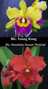 Blc Young Kong 'No 16' x Blc Honolulu Sunset 'Wakida' (2" p)