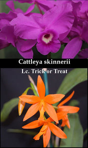 Lc. Sorpresita <br>(Cattleya skinnerii x Lc. Gold Digger 'Fuchs Mandarin') (2" p)