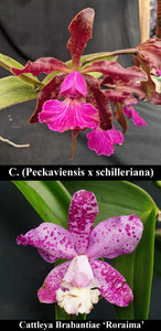 C. (Peckaviensis x schilleriana) x C. Brabantiae 'Roraima' (2"p)