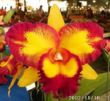Blc. Taiwan Queen 'Orchis' <br> Meristem (5" pot)