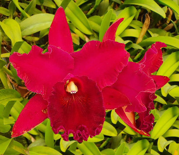 Blc. Mem. Mary Anderson 'Scarlet Beauty' (6
