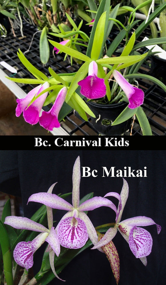 Bc. Playa Ogunquit <br> Bc. Carnival Kids 'Green Gem' x Bc. Maikai 'Majumi' (2