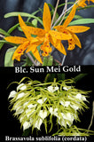 Blc. Sun Mei Gold x B. cordata (2" p)