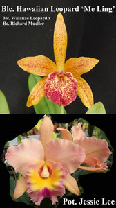 Rby. Graf's Hawaiian <br> Blc. Hawaiian Leopard x Pot. Jessie Lee (4"p)