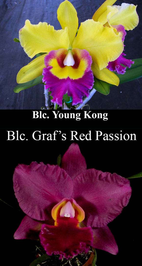 Blc. Graf's Cometa <br> Blc. Young Kong 'Sun#16' x Blc. Graf's Red Passion (2