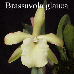 B. glauca (4"p)