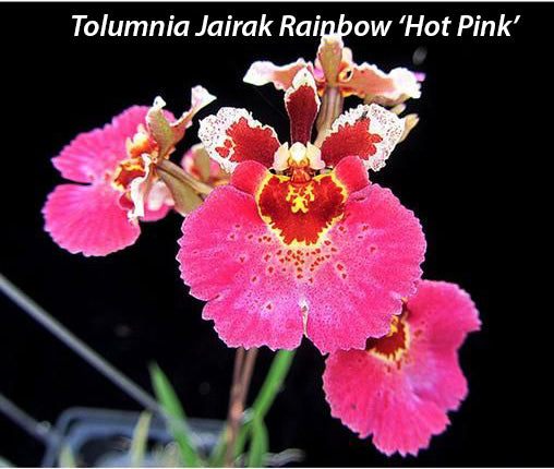 Tolumnia Jairak Rainbow 'Hot Pink' (1