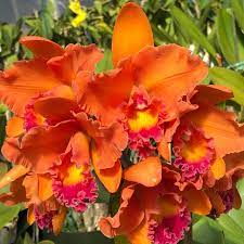 Rlc. Gail Manmoto 'Kira' (4