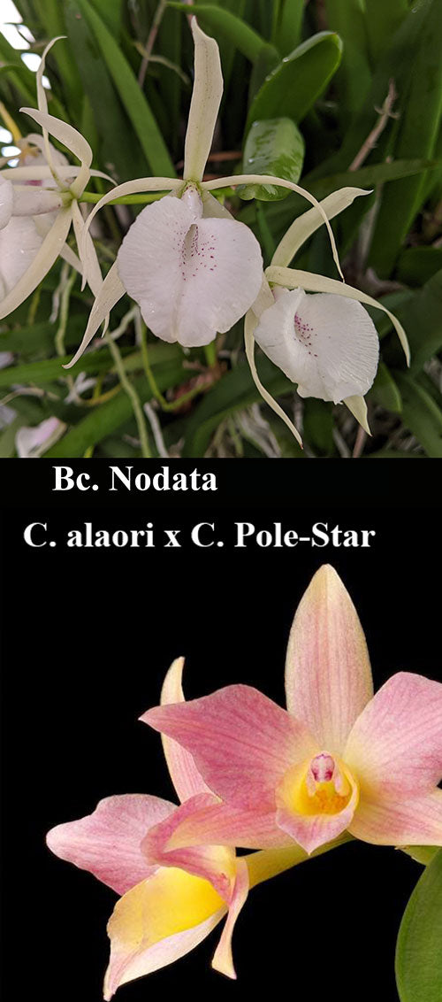 Bc. Nodata x (C. alaori x C. Pole-Star) (4