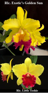 Rlc. Exotic's Golden Sun 'Summertime' x Rlc. Little Toshie 'Gold Country' (4"p)