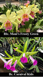 Rlc. Maui's Frosty Green 'Green Daze' x Bc. Carnival Kids 'Green Gem' (3"p)