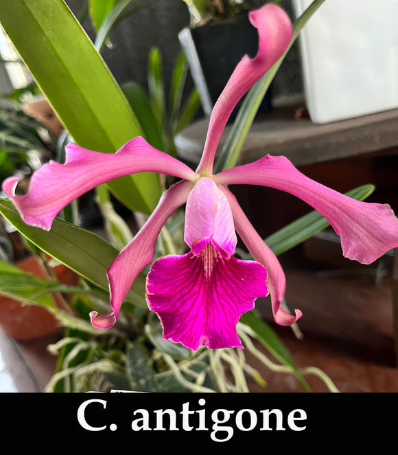 Lc. Antigone x self  (5
