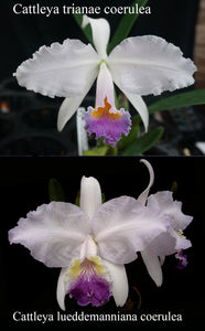 Cattleya Princess (coerulea?) (2"p)<br> (C. trianae coerulea 'Rogerson Dark' x C. lueddemanniana coerulea 'Orchid Eros' AM/AOS (2"p)