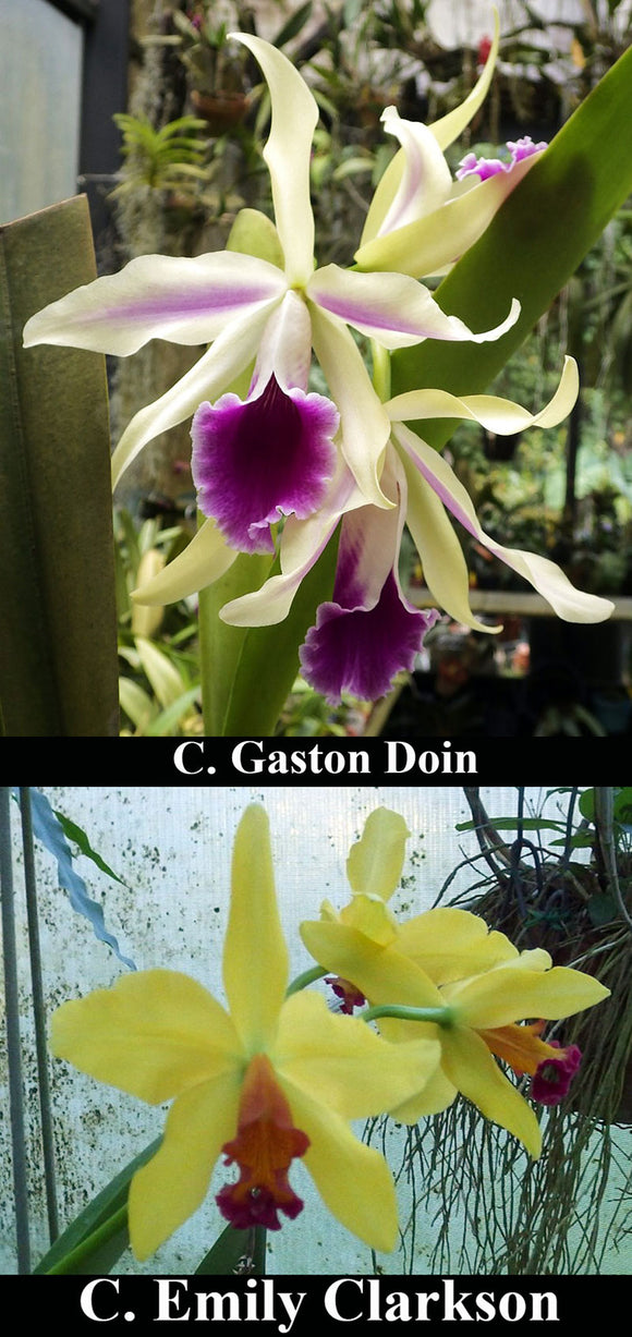 C. Gaston Doin x C. Emily Clarkson (2