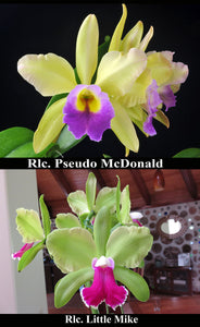 Rlc. Pseudo McDonald 'Gabriel Amaru' HCC/AOS<br>Rlc. Little Mike 'Orchid Eros' AM/AOS (4"p)