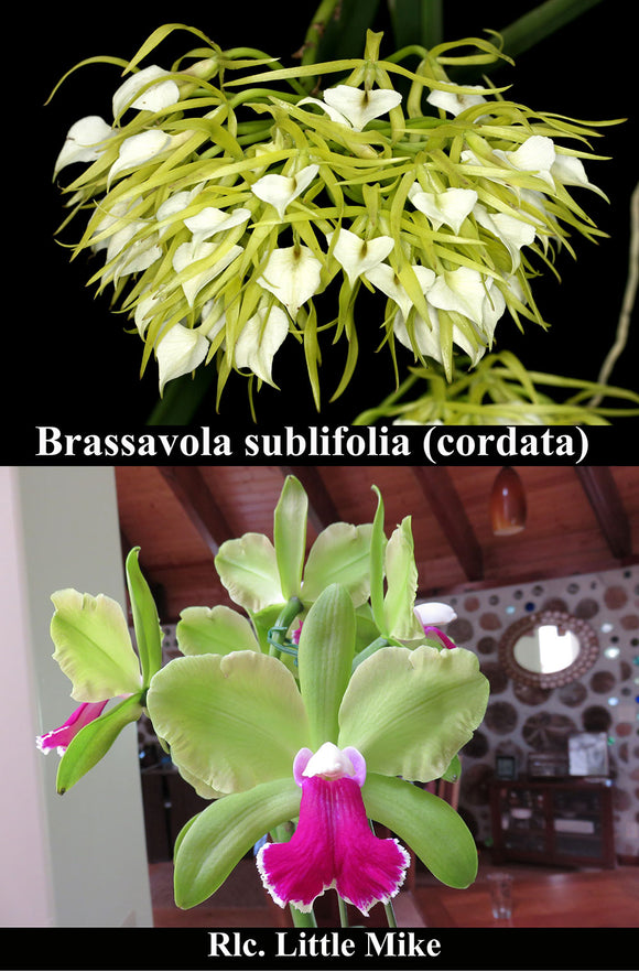 Brassavola cordata x Rlc. Little Mike (4