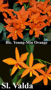 Rth. Young Min Orange x C Valda (4"p)