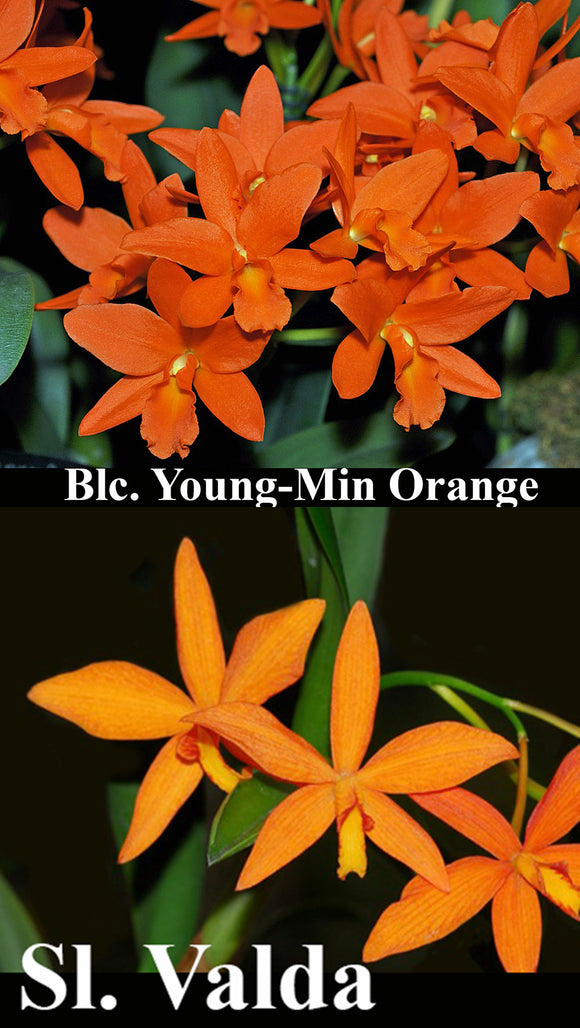 Rth. Young Min Orange x C Valda (4