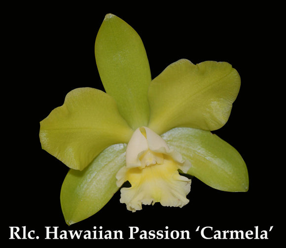 Rlc. Hawaiian Passion 'Carmela' HCC/AOS (5
