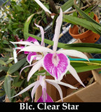 Bc. Clear Stars (6"p)