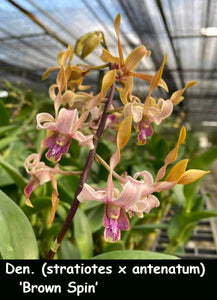 Dendrobium (stratiotes x antenatum) 'Brown Spin'  (4")