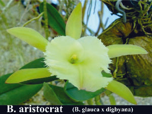 Bc. Aristocrat (4"p)
