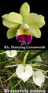Rlc. Hsinying Greenworth 'NN' x  B. nodosa 'Diciembre' (4" p)
