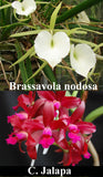 Blc. Ancile Gloudon (4"p) <br>(Brassavola sublifolia x Cattleya Jalapa)