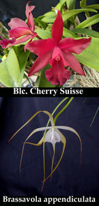 Chz. Mem. Steve Coreale (3"p)<br>Pot. Cherry Suisse x B. appendiculata