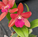 Ctt. Loog Tone 'Red' (6"p)