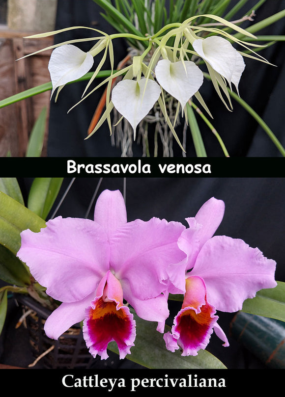 Brassavola venosa x Cattleya percivaliana (4