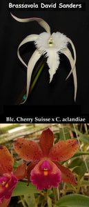 B. David Sanders x (Blc. Cherry Suisse x C. aclandiae) (2"p)