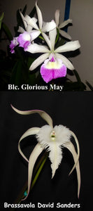Blc. Glorious May x B. David Sanders (2"p)