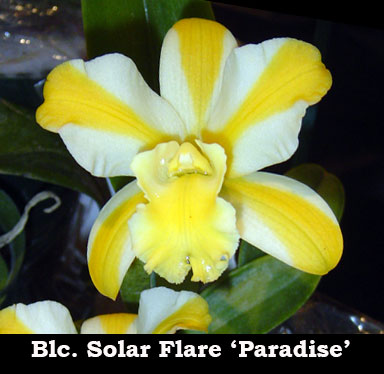 Blc. Solar Flare 'Paradise' (2
