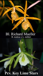 Bl. Richard Mueller 'Exotic Orchids' x Pvc. Key Lime Star 'Maui' (4"p)